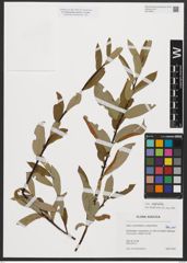 Foto von Salix phylicifolia L.